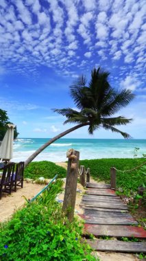 Phuket Tayland 'daki Hindistan cevizi palmiyeleri Hindistan cevizi palmiyeleri rüzgarda savruluyor.