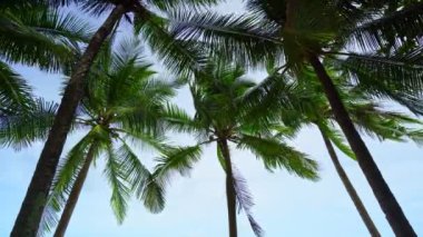 Phuket Tayland 'daki Hindistan cevizi palmiyeleri Hindistan cevizi palmiyeleri rüzgarda savruluyor.