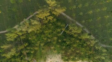 Tropik deniz tatilinde hindistan cevizi palmiyeleri ve yaz tatilinde ve tur konseptinde güzel gün batımı veya gün doğumu zamanı yüksek açılı kamera yüksek kaliteli.