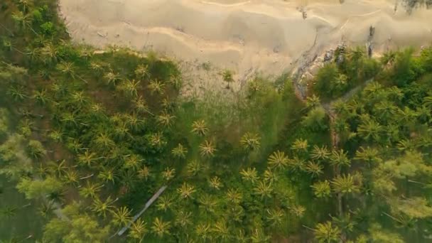 Top View Beach Coconut Palm Trees Tropical Sea Summer Vacation — Stock Video