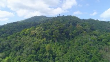 İnanılmaz bereketli orman. Orman ağaçlarının havadan görünüşü. Yağmur ormanları ekosistemi ve sağlıklı çevre arka planı.