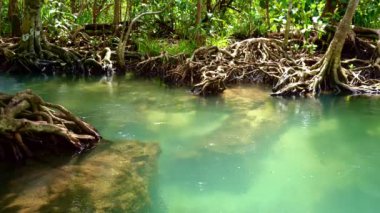 Tropikal ağaçların kökleri bataklık ormanlarında ve kristal berrak su kanallarında Tha Pom Klong Song Nam mangrove sulak arazisinde Krabi Tayland güzel doğa manzarası