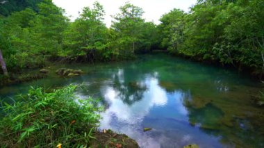 Tropikal ağaçların kökleri bataklık ormanlarında ve kristal berrak su kanallarında Tha Pom Klong Song Nam mangrove sulak arazisinde Krabi Tayland güzel doğa manzarası