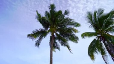 Phuket Tayland 'daki Hindistan cevizi palmiyeleri Hindistan cevizi palmiyeleri rüzgarda savruluyor.