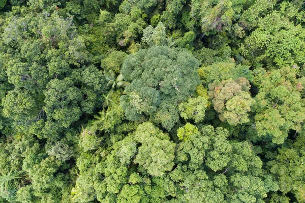 Floresta Abundante Incrível Vista Aérea Árvores Florestais Ecossistema Floresta Tropical — Fotografia de Stock
