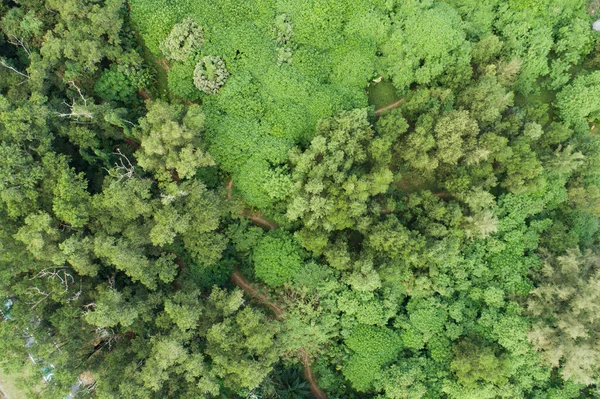 素晴らしい豊かな森林森林の空中ビュー熱帯雨林の生態系と健康的な環境の背景緑の木々のテクスチャトップダウン — ストック写真