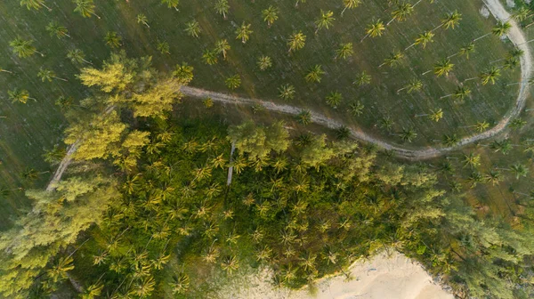 Vista Aérea Câmera Drones Coqueiros Incríveis Perto Praia Tailândia Belo — Fotografia de Stock