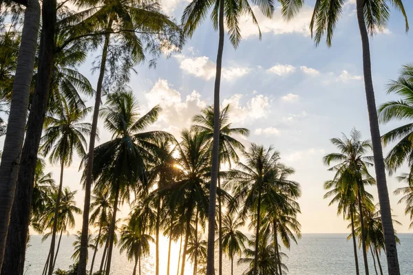 Silhouette Coconut Palm Trees Sunset Sunrise Sky Sea Amazing Light — Stock Photo, Image