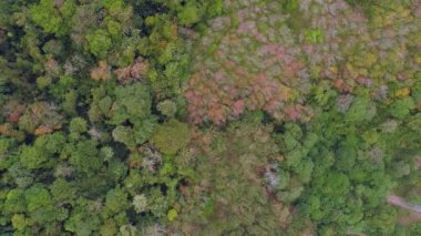 En üst görünüm Sonbahar Renkleri Bol Orman Kırsal Kırsal Çevre Hava Görünümü İnanılmaz doğa arka plan ve seyahat arka planı