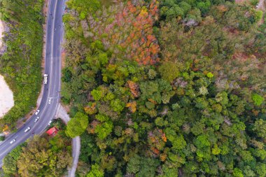 Sonbahar sezonunda ormandaki dağ yolunun havadan görünüşü eğri yol dronundan eğri yol manzarası sonbaharda turuncu yapraklı güzel ağaçlar Phuket Tayland seyahati