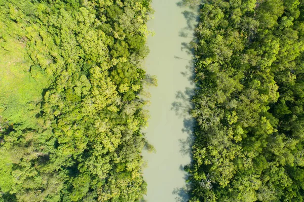 Vista Superior Manguezal Árvores Florestais Rio Ecossistema Ambiente Saudável Conceito — Fotografia de Stock