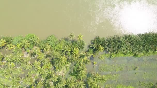 Paesaggio Naturale Top Palme Cocco Palme Alberi Verdi Lussureggianti Thailandia — Video Stock