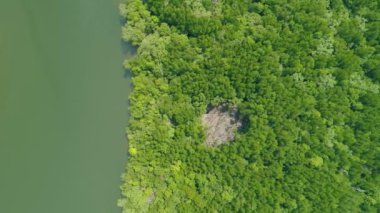 Mangrove Ormanı 'ndaki güzel doğal manzara nehrinin hava görüntüsü.