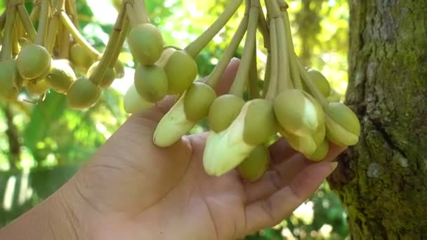 Bunga Durian Tangan Tukang Kebun Manusia Pada Cabang Raja Buah — Stok Video
