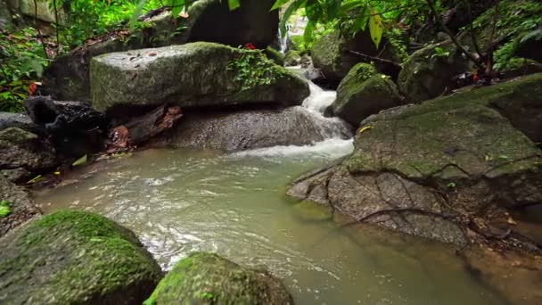 緑豊かな森の木々に囲まれた小さな滝緑豊かな森の木々ドリースライダーショット美しい自然景観 — ストック動画