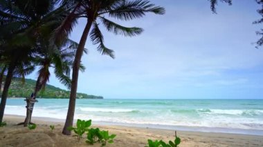 Kumsalda hindistan cevizi palmiyeleri Phuket Tayland kamala plaj adaları Palmiye yaprakları plajda beyaz kumlu deniz kıyısı gökyüzü yaz manzarası harika arka plan