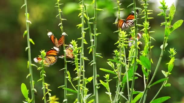 Όμορφη Πεταλούδα Στο Τροπικό Τροπικό Δάσος Αργή Κίνηση Πεταλούδα Monarch — Αρχείο Βίντεο