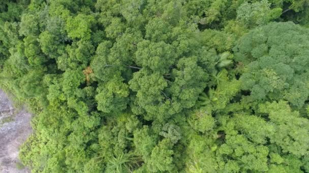 热带雨林生态系统与健康的环境背景绿树成林的结构自上而下 — 图库视频影像