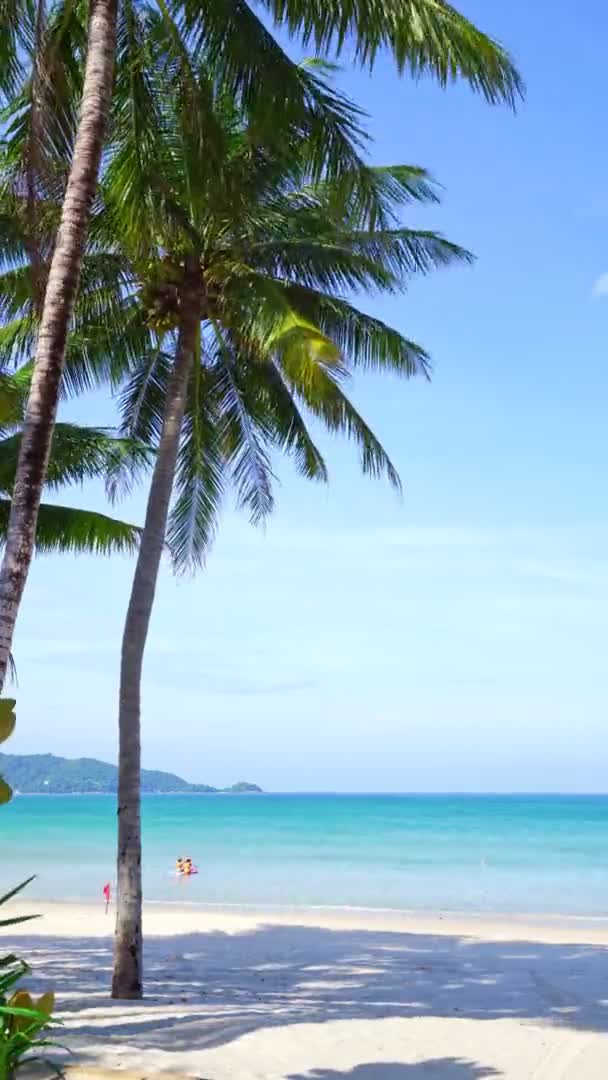 Vackra Kokospalmer Stranden Phuket Thailand Patong Beach Islands Palmer Blad — Stockvideo