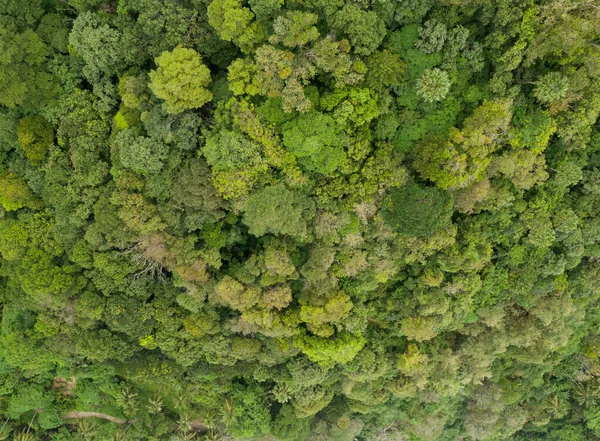 Niesamowity Las Widok Lotu Ptaka Drzewa Leśne Ekosystem Lasów Deszczowych — Zdjęcie stockowe