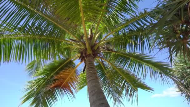 코코넛 야자나무가 여름철에는 바닥을 내려다볼 수있다 — 비디오