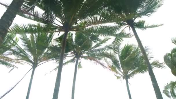 Кокосовые Пальмы Изолированы Белом Фоне Ряд Деревьев Ветреный День Природный — стоковое видео