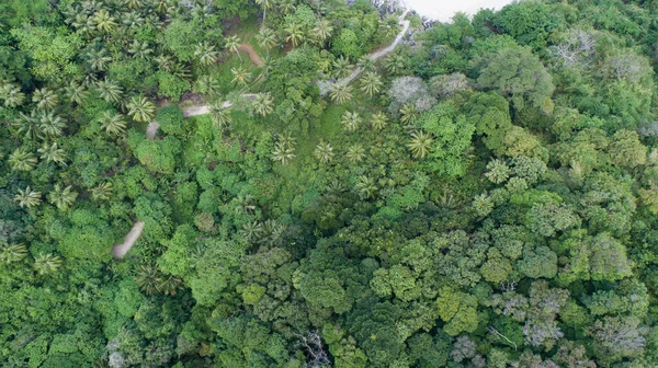 Increíble Bosque Vista Aérea Árboles Forestales Ecosistema Selva Tropical Ambiente — Foto de Stock