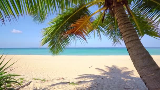 Hermosas Palmeras Coco Playa Phuket Tailandia Increíble Mar Playa Islas — Vídeo de stock