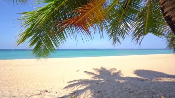 Красивые Кокосовые Пальмы Пляже Пхукет Таиланд Пальмы Роща Над Морем — стоковое видео