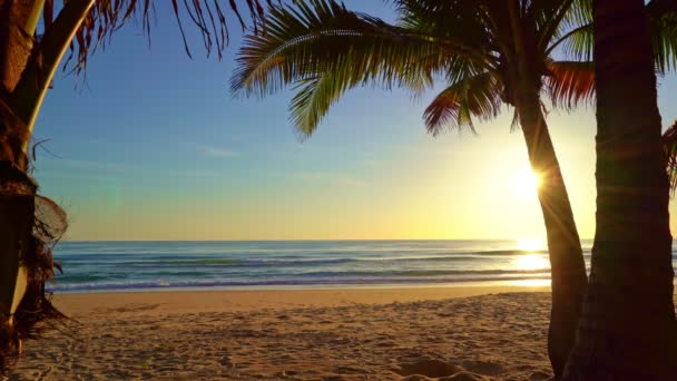 Krásné Kokosové Palmy Pláži Phuket Thajsko Úžasná Mořská Pláž Ostrovy — Stock video