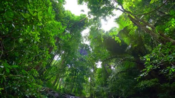 Dolly Slider Shooting Tropical Floresta Tropical Manhã Natureza Vista Inferior — Vídeo de Stock