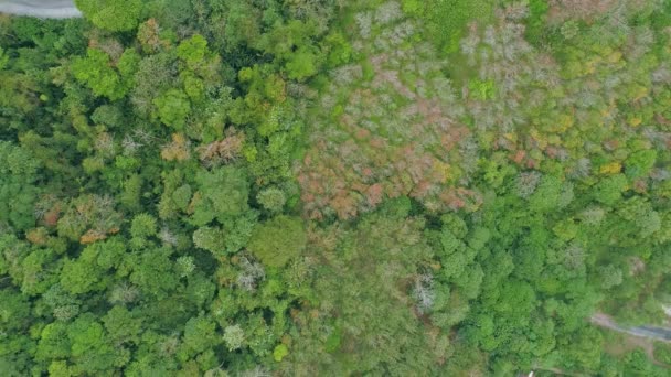 秋の豊かな森を一望できます 田園地帯の風景の空中ビュー素晴らしい自然背景と旅行の背景 — ストック動画