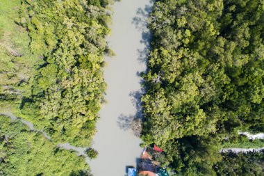 İnanılmaz bereketli mangrov ormanı orman manzarası yağmur ormanları ekosistemi ve sağlıklı çevre arka planı yeşil ağaçların yapısı yüksek açı manzarası