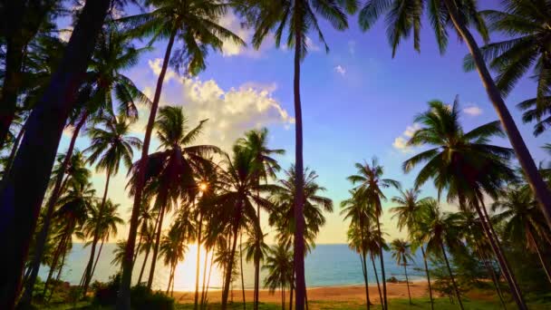 Silueta Kokosové Palmy Krásný Západ Slunce Obloha Nad Mořem Úžasné — Stock video