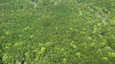 Sabah güzel doğa manzarası ormanlarının insansız hava aracı görüntüsü deniz ve mangrov orman manzarası üzerinde uçuyor. Dinamik hava görüntüsü İnanılmaz doğa görüntüsü
