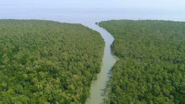 Aerial View Top Beautiful Mangrove Forest Tree Morning Drone Flying — Stock Video