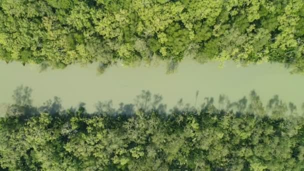 Luftaufnahme Von Oben Nach Unten Von Schönen Mangrovenwald Baum Morgen — Stockvideo