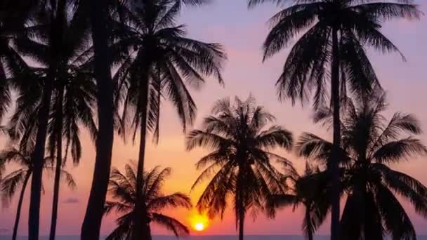 Silhouette Cocotiers Beau Coucher Soleil Ciel Sur Mer Incroyable Lumière — Video