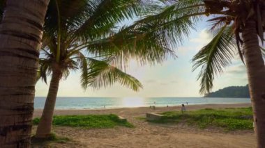 Yaz günbatımı Phuket Tayland sahilinde güzel hindistan cevizi palmiyeleri okyanusta Patong Sahili Palmiyeleri. Plajdaki palmiyeler, beyaz kumlu gökyüzü, yaz manzarası.