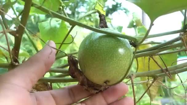 Ruční Zahradník Kontroluje Organické Zelené Vášeň Ovoce Vinné Révě — Stock video