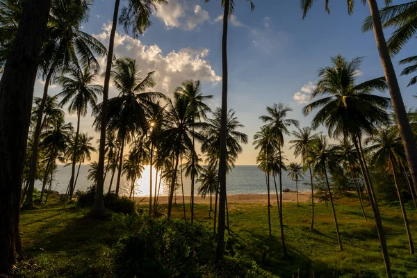 Силуэт Кокосовые Пальмы Закате Восходе Солнца Небо Над Морем Удивительный — стоковое фото