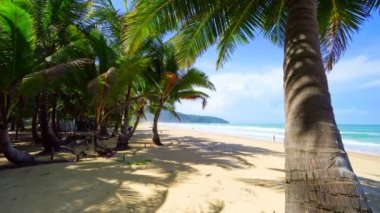 Güneşli yaz gününde kumsalda hindistan cevizi palmiyesi ağaçları. Arka planda palmiye yaprakları çerçevesi doğa manzarası.