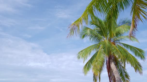 夏日阳光明媚的海滩上的椰子树好天气背景棕榈树构成了自然景观的框架 — 图库视频影像