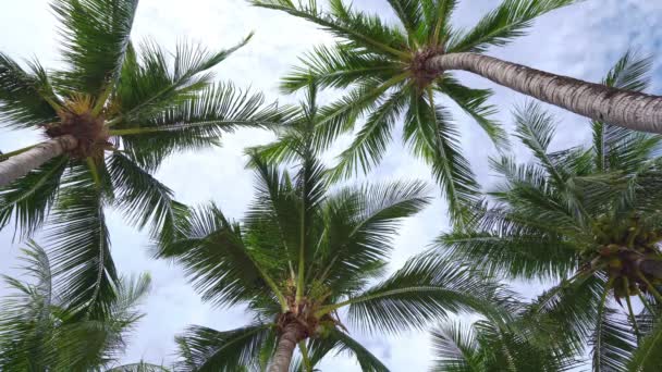 Güneşli Yaz Gününde Hindistan Cevizi Palmiyesinin Alt Görüntüsü Tropik Havalarda — Stok video