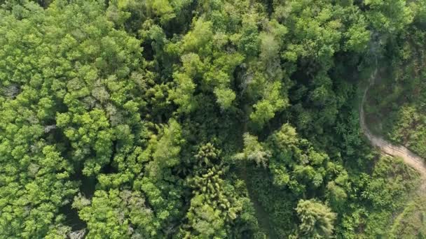 Fantastisk Skog Flygfoto Skogsträd Regnskogsekosystem Och Hälsosam Miljö Bakgrund Textur — Stockvideo