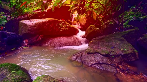 Small Waterfall Abundance Rainforest — стоковое видео