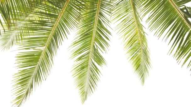 Letnie Tło Palmy Kokosowe Odizolowane Białym Tle Wiersz Drzew Słoneczny — Wideo stockowe