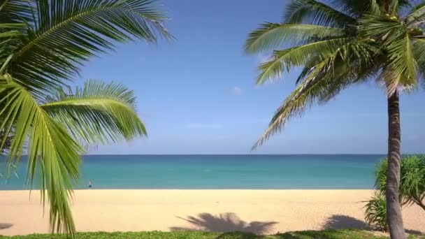 Palmy Kokosowe Drzewa Palmowe Plaży Krajobraz Słoneczny Letni Dzień Dobra — Wideo stockowe