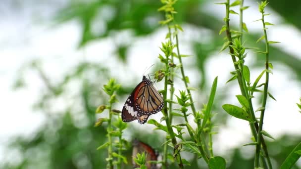Όμορφη Πεταλούδα Στο Τροπικό Τροπικό Δάσος Πεταλούδα Monarch Στο Λουλούδι — Αρχείο Βίντεο