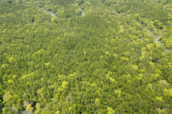 Niesamowite Bogactwo Lasów Namorzynowych Widok Lotu Ptaka Drzewa Leśne Ekosystem — Zdjęcie stockowe